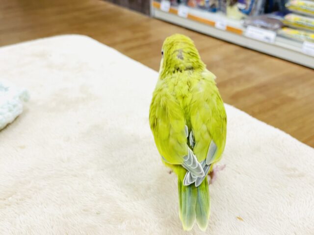 オキナインコ