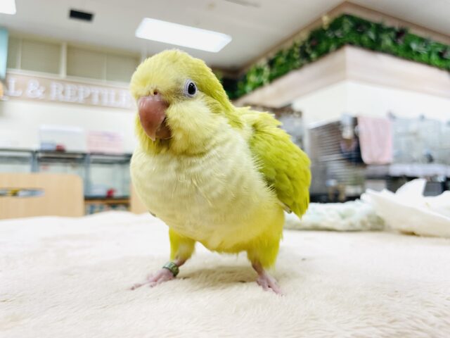 オキナインコ