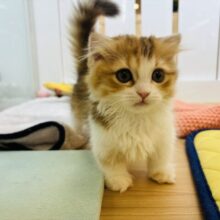 かわゆすぎるので要注意💘マンチカンちゃん！