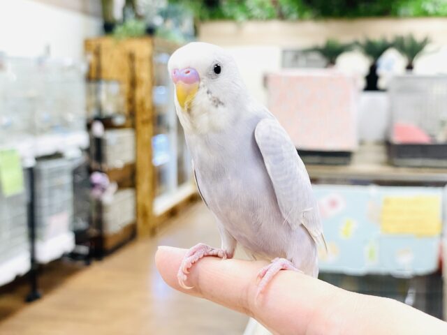 セキセイインコ
