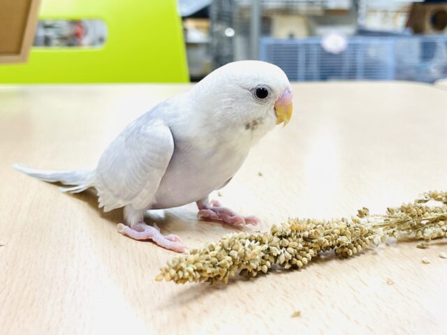 セキセイインコ