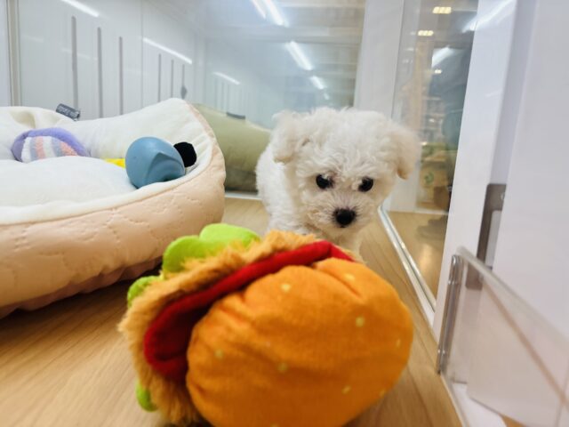 ビションフリーゼ