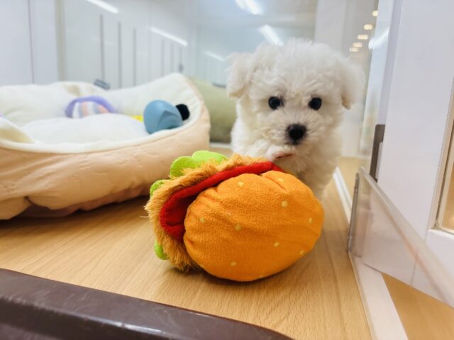 ビションフリーゼ