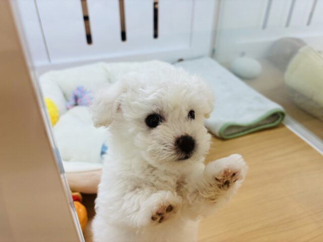 ビションフリーゼ