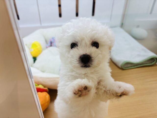 ビションフリーゼ