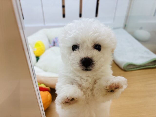 ビションフリーゼ