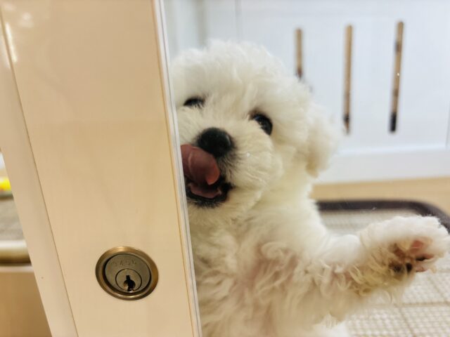 ビションフリーゼ