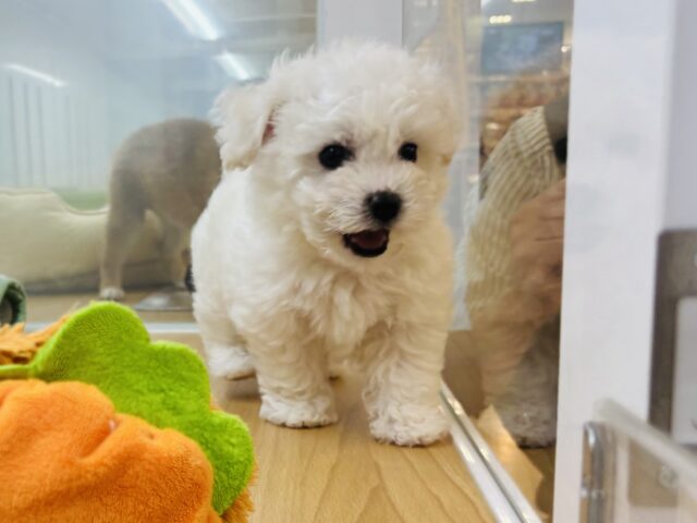 ビションフリーゼ