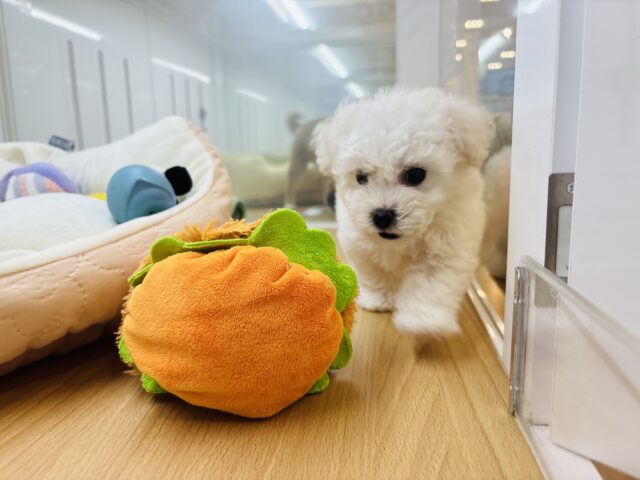 ビションフリーゼ