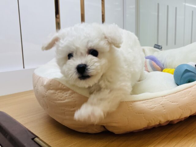 ビションフリーゼ