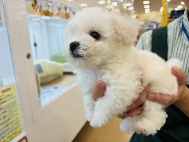 ビションフリーゼ