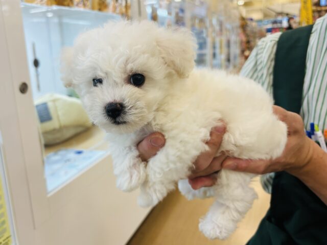 ビションフリーゼ