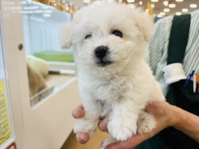 ビションフリーゼ