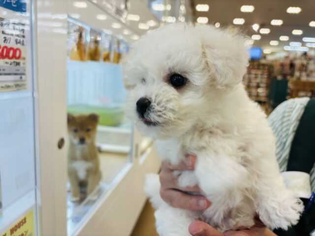 ビションフリーゼ