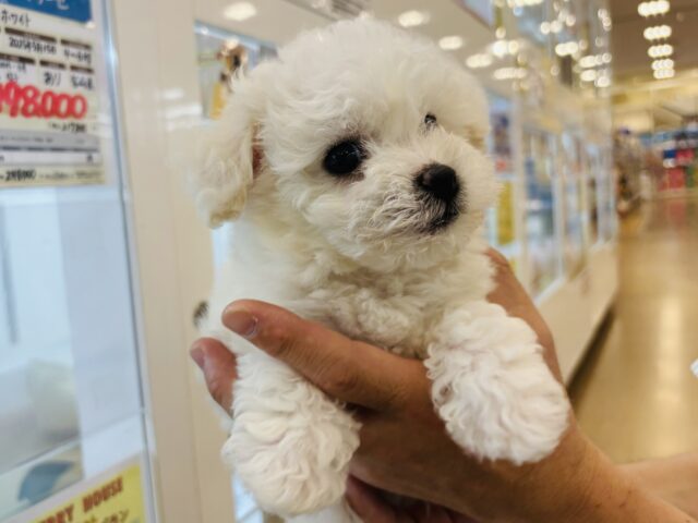 ビションフリーゼ