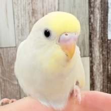 ほんのりとした優しいカラーのセキセイインコちゃん‎🤍💛(クリーム)(ヒナ)