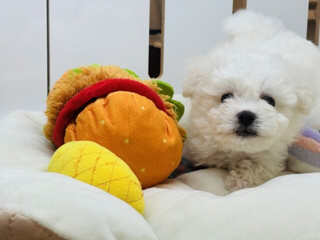 ビションフリーゼ