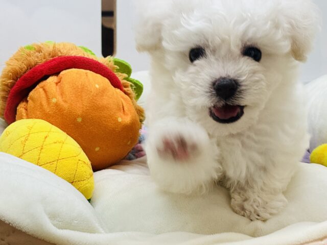 ビションフリーゼ