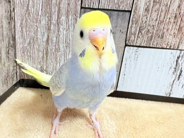 にっこり笑顔！セキセイインコのパステルちゃん❣️(パステル)(ヒナ)