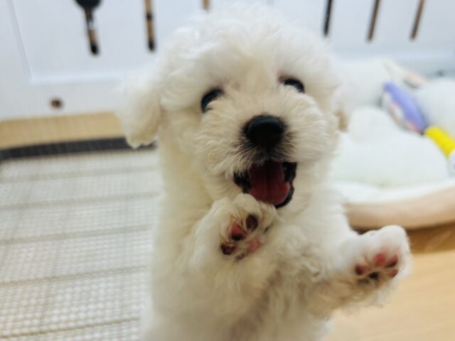 ビションフリーゼ