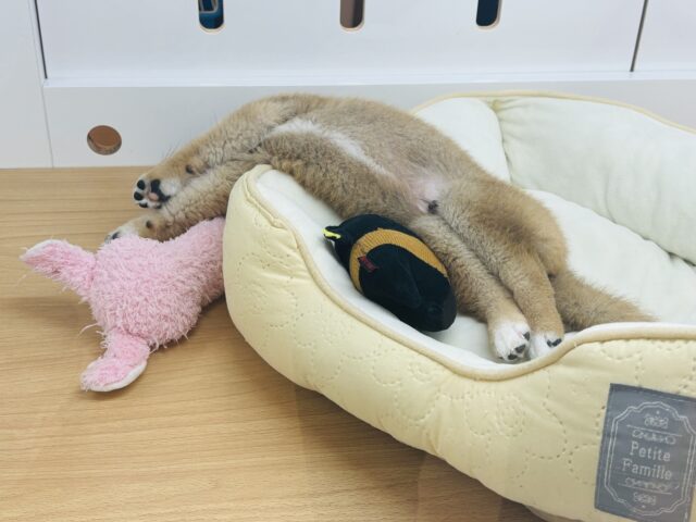 可愛すぎる耳垂れ!?柴犬くん! 柴犬