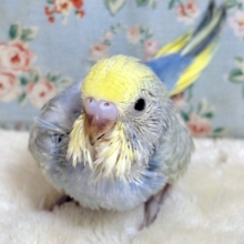 セキセイインコ パステルレインボー  🌈✨💙