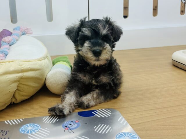 ミニチュアシュナウザー