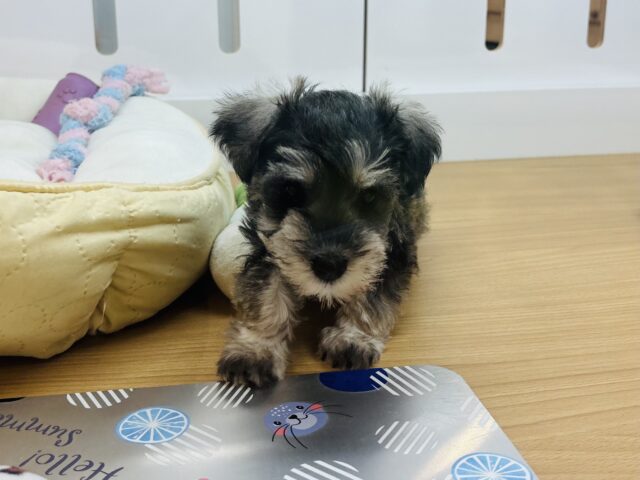 ミニチュアシュナウザー