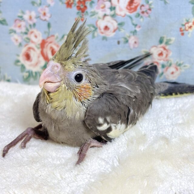 オカメインコ