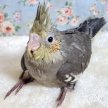 オカメインコ  ノーマル  🩶( ･θ･)ノ🩶