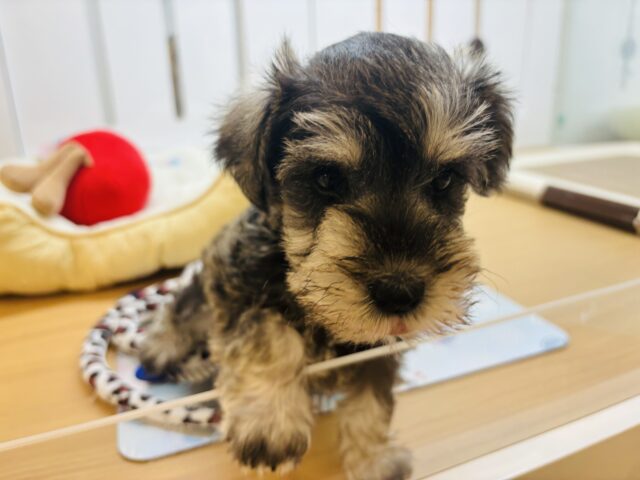 ミニチュアシュナウザー