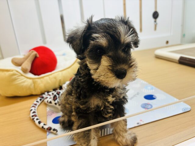 ミニチュアシュナウザー