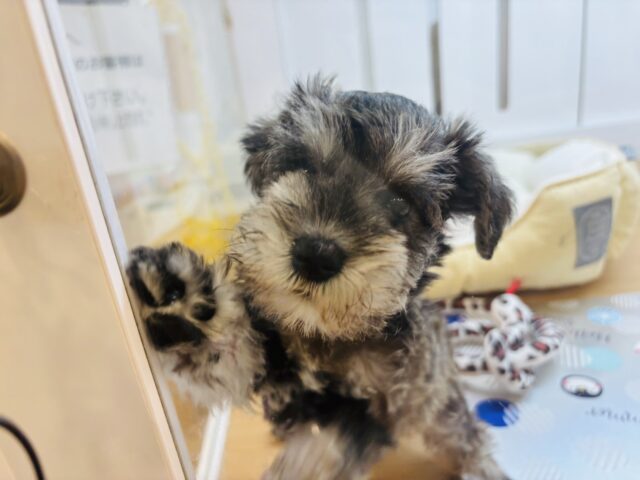 ミニチュアシュナウザー