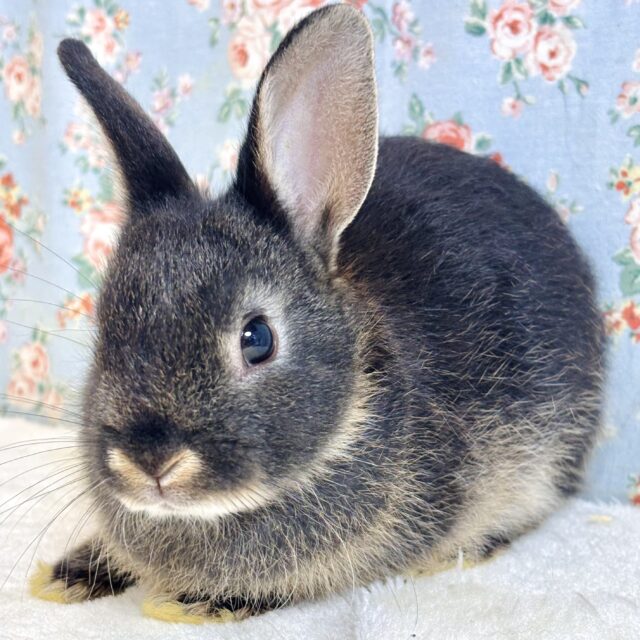 ネザーランドドワーフラビット ブラックオター 男の子 🖤⸝·⸝⋆꙳