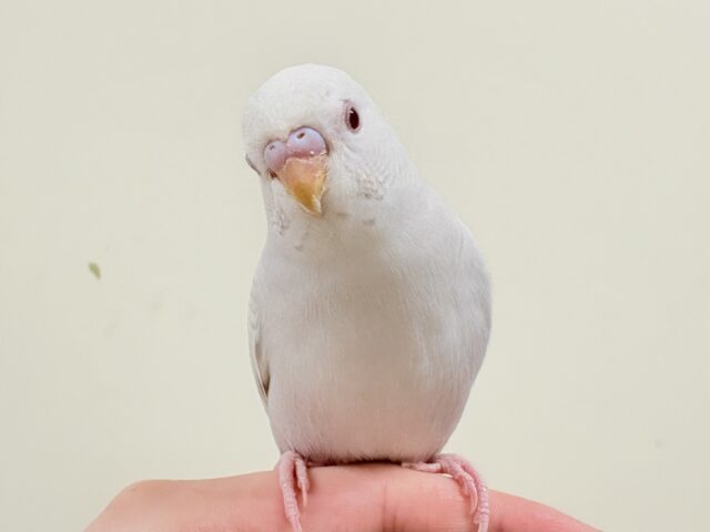 【最新動画】どこから見ても美しすぎます✨️セキセイインコ（ファロー）ヒナ