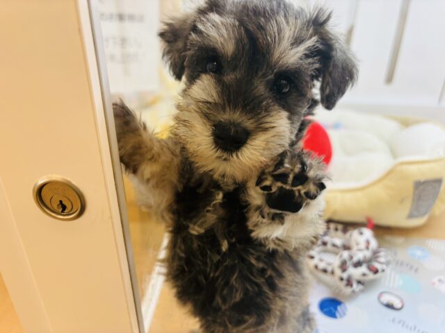 ミニチュアシュナウザー