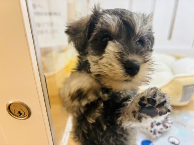 ミニチュアシュナウザー