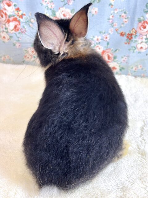 ネザーランドドワーフラビット ブラックオター 男の子 🖤⸝·⸝⋆꙳ ネザーランドドワーフ