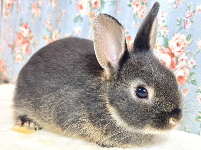 ネザーランドドワーフ