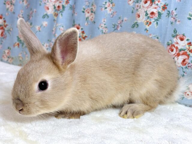 ネザーランドドワーフラビット オレンジ系 男の子 🧡🫧☆*。 ネザーランドドワーフ