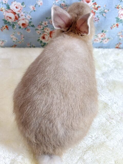 ネザーランドドワーフラビット オレンジ系 男の子 🧡🫧☆*。 ネザーランドドワーフ