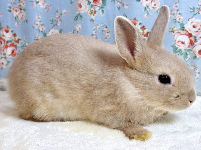 ネザーランドドワーフラビット オレンジ系 男の子 🧡🫧☆*。 ネザーランドドワーフ