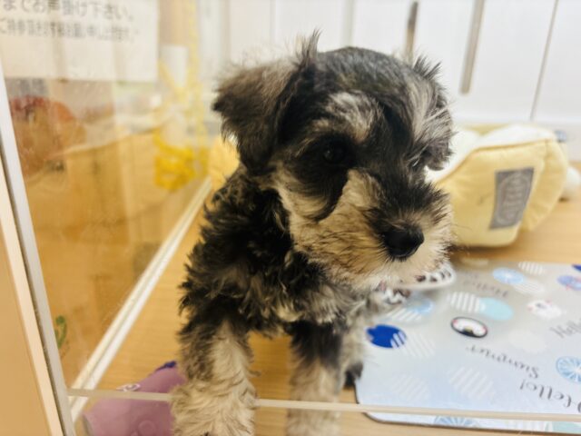 ミニチュアシュナウザー