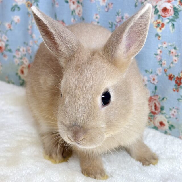 ネザーランドドワーフラビット オレンジ系 男の子 🧡🫧☆*。