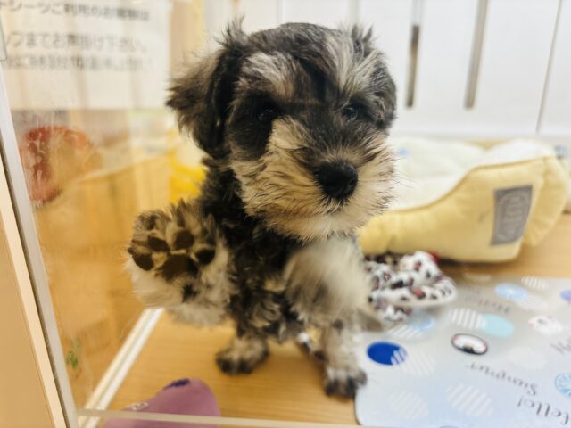 ミニチュアシュナウザー