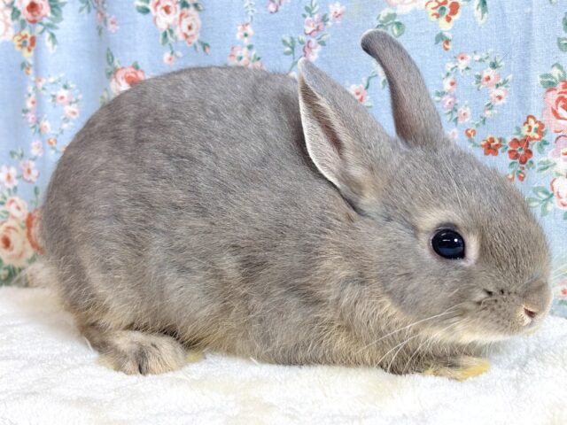 ネザーランドドワーフ