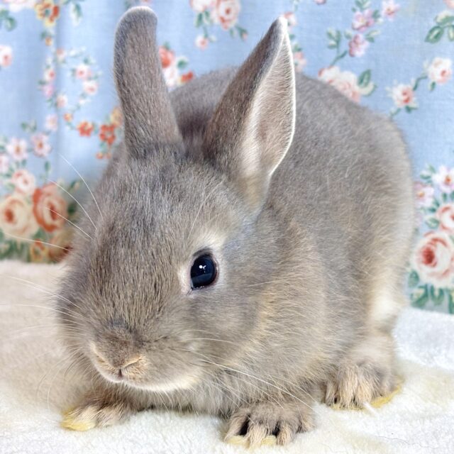 ネザーランドドワーフラビット オパール 女の子 💎🫧･.｡*