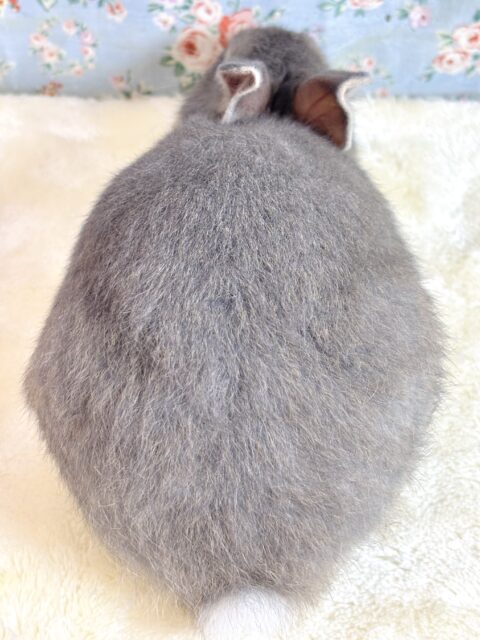 ネザーランドドワーフラビット オパール 女の子 💎🫧・.。* ネザーランドドワーフ