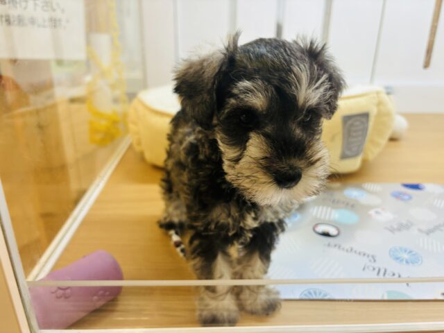 ミニチュアシュナウザー