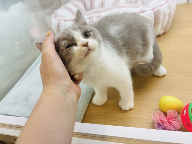 ブリティッシュショートヘア